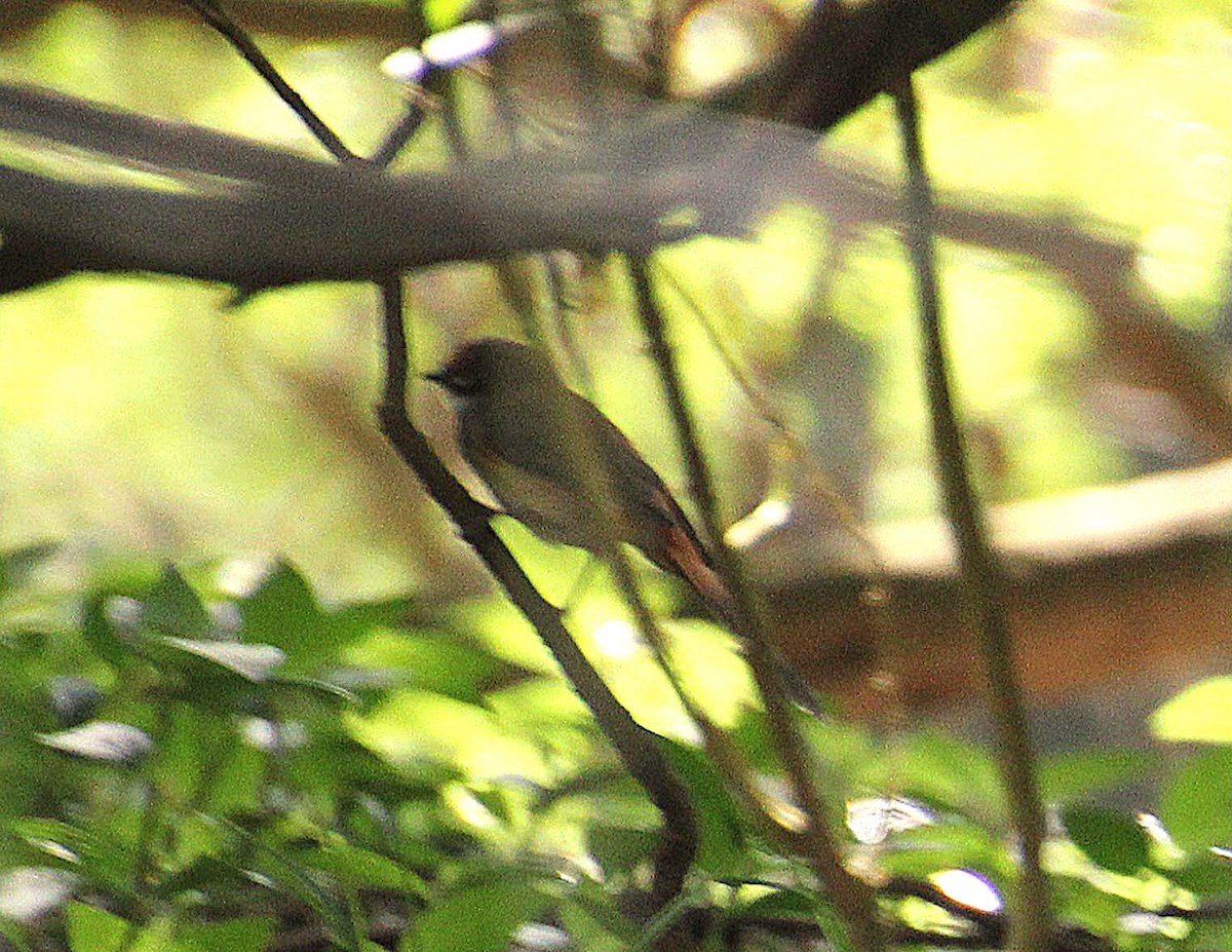 Australian Rufous Fantail - ML646324062