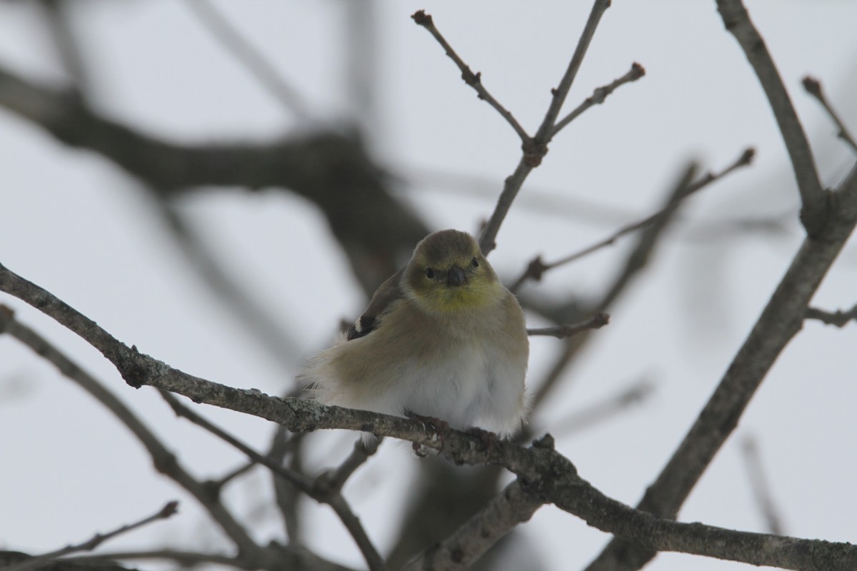 American Goldfinch - ML646324063