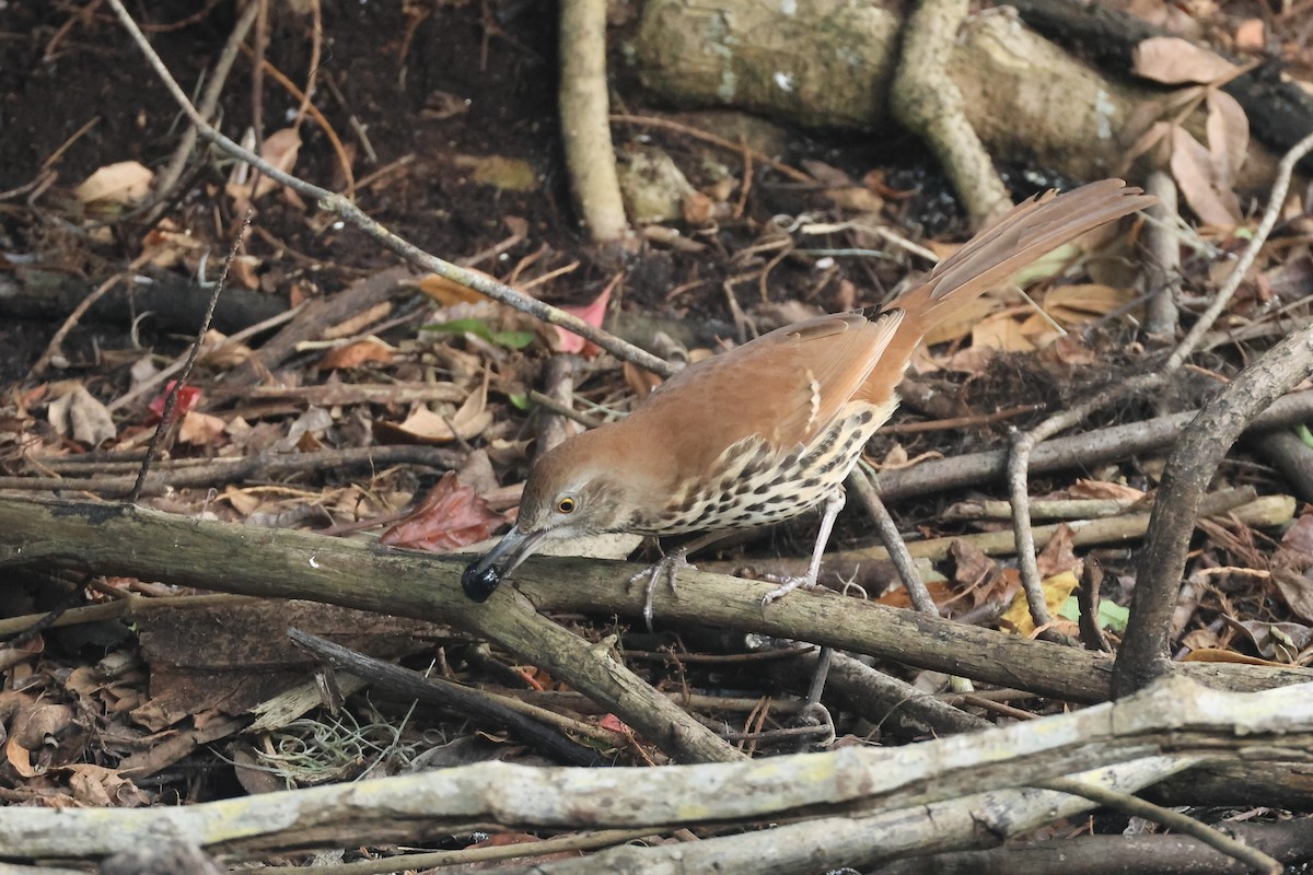 Brown Thrasher - ML646324064