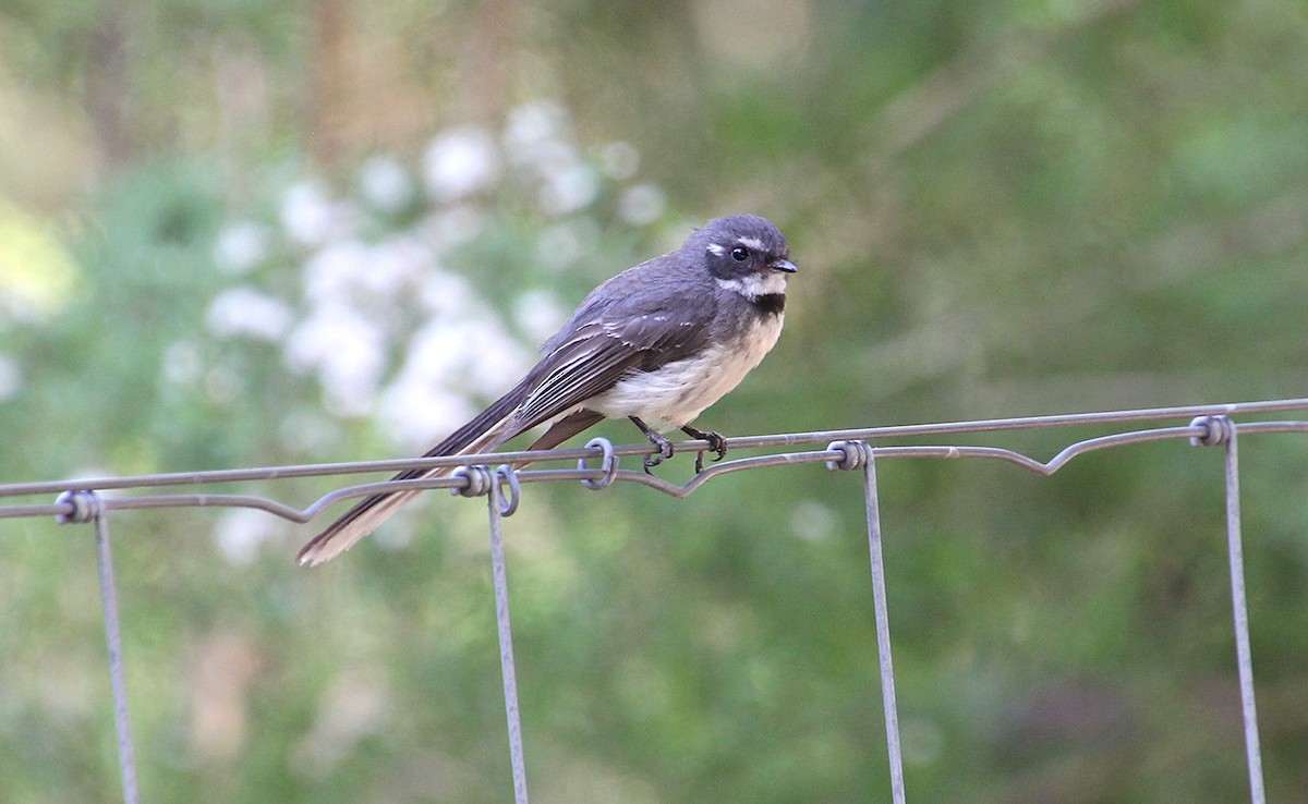 Gray Fantail - ML646324065