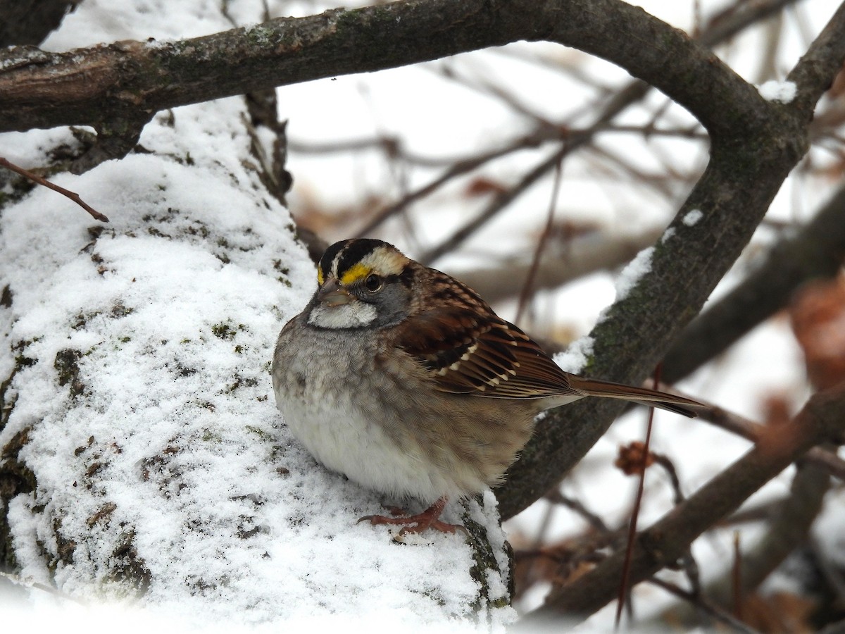 White-throated Sparrow - ML646324066
