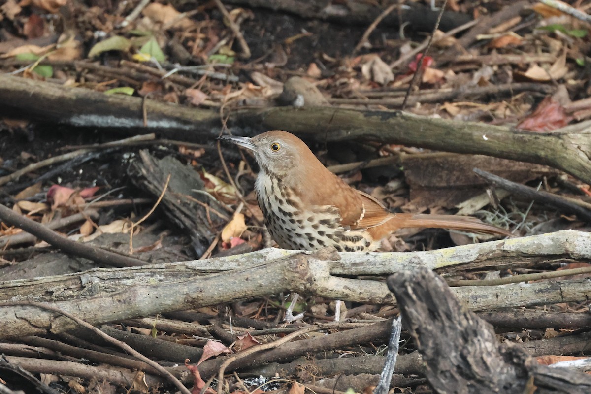 Brown Thrasher - ML646324067