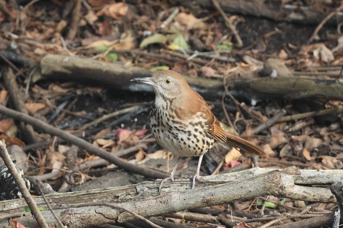 Brown Thrasher - ML646324071