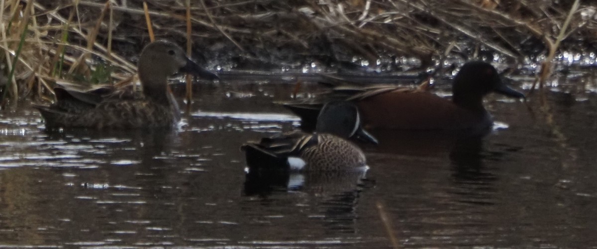 Cinnamon Teal - ML646324072