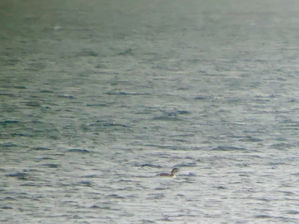 Yellow-billed Loon - ML646324073