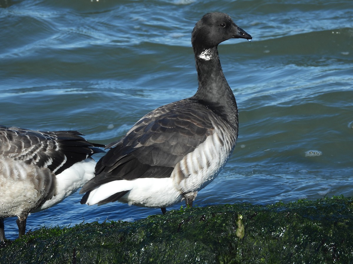 Brant - ML646324074