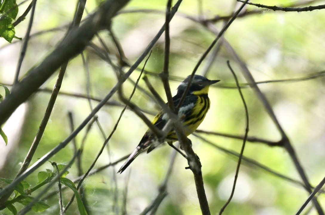 Magnolia Warbler - ML646324075