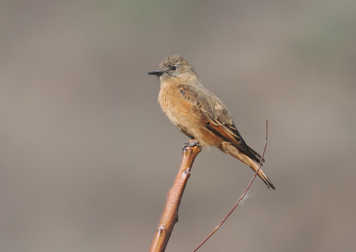 Cliff Flycatcher (Swallow) - ML646324076