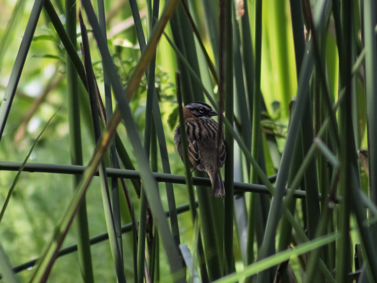 Rufous-collared Sparrow - ML646324077