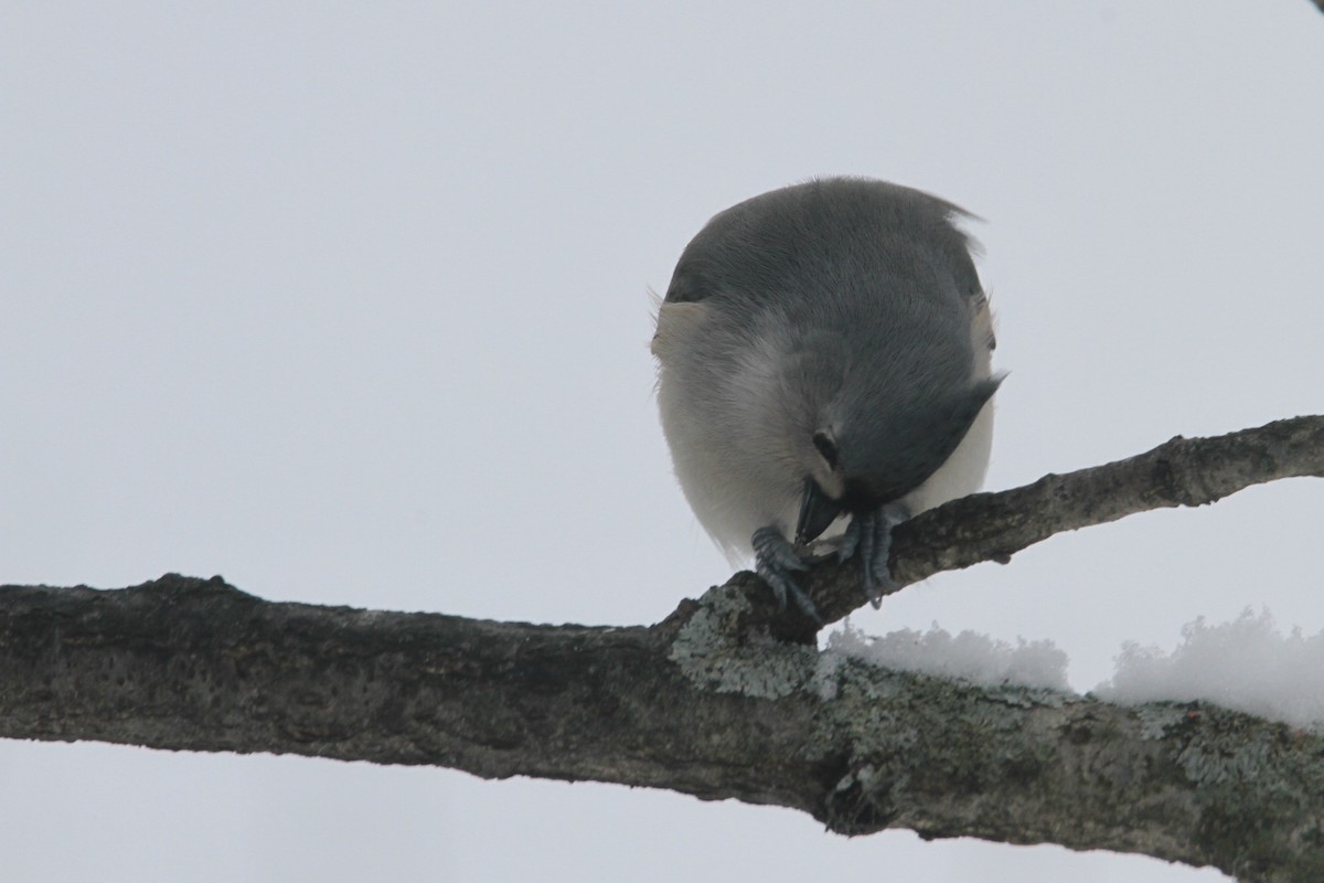 Tufted Titmouse - ML646324078