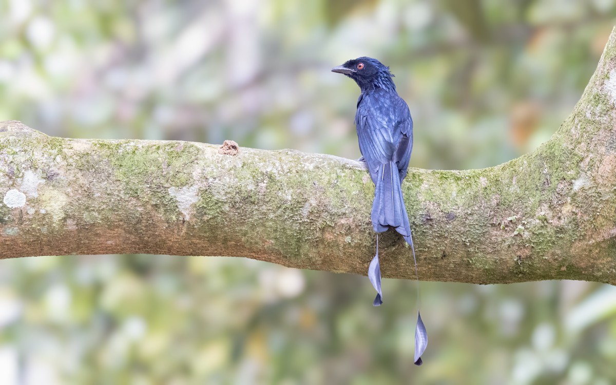 Greater Racket-tailed Drongo - ML646324079