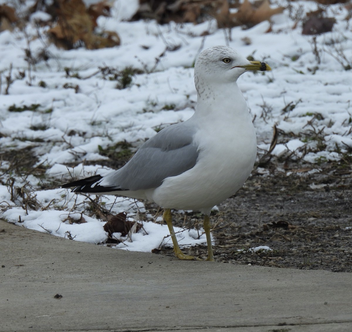 Ring-billed Gull - ML646324080