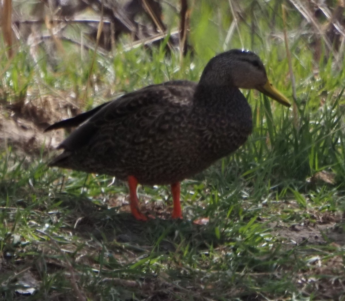 Mexican Duck - ML646324081