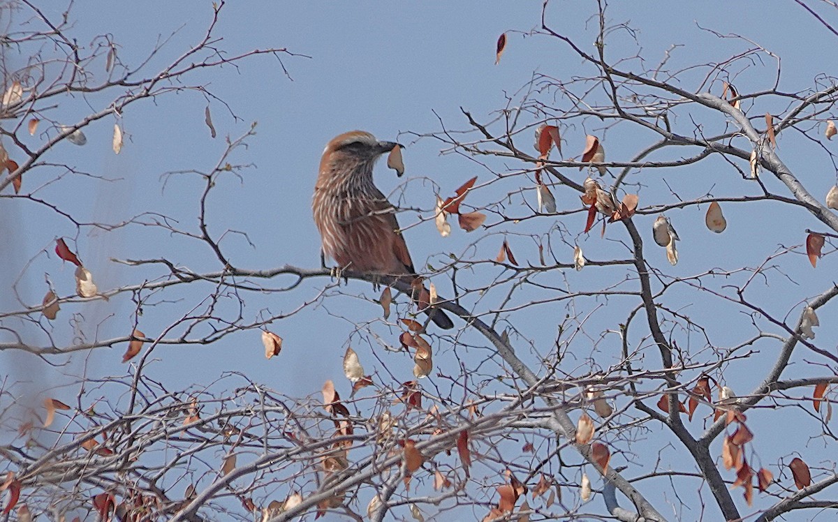 Purple Roller - ML646324082