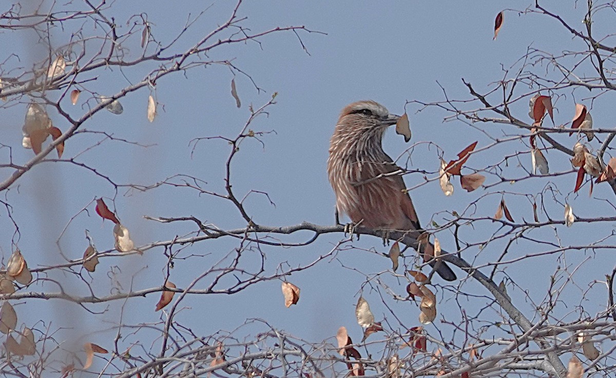 Purple Roller - ML646324083