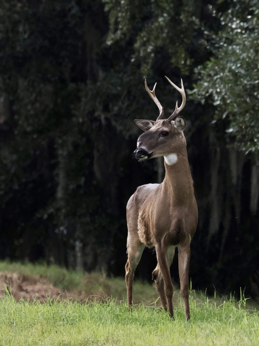 White-tailed Deer - ML646324084