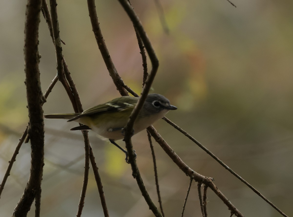 Graukopfvireo - ML646324085