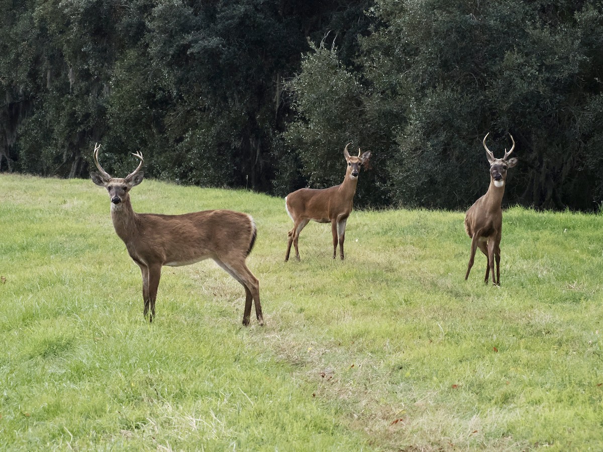 White-tailed Deer - ML646324086