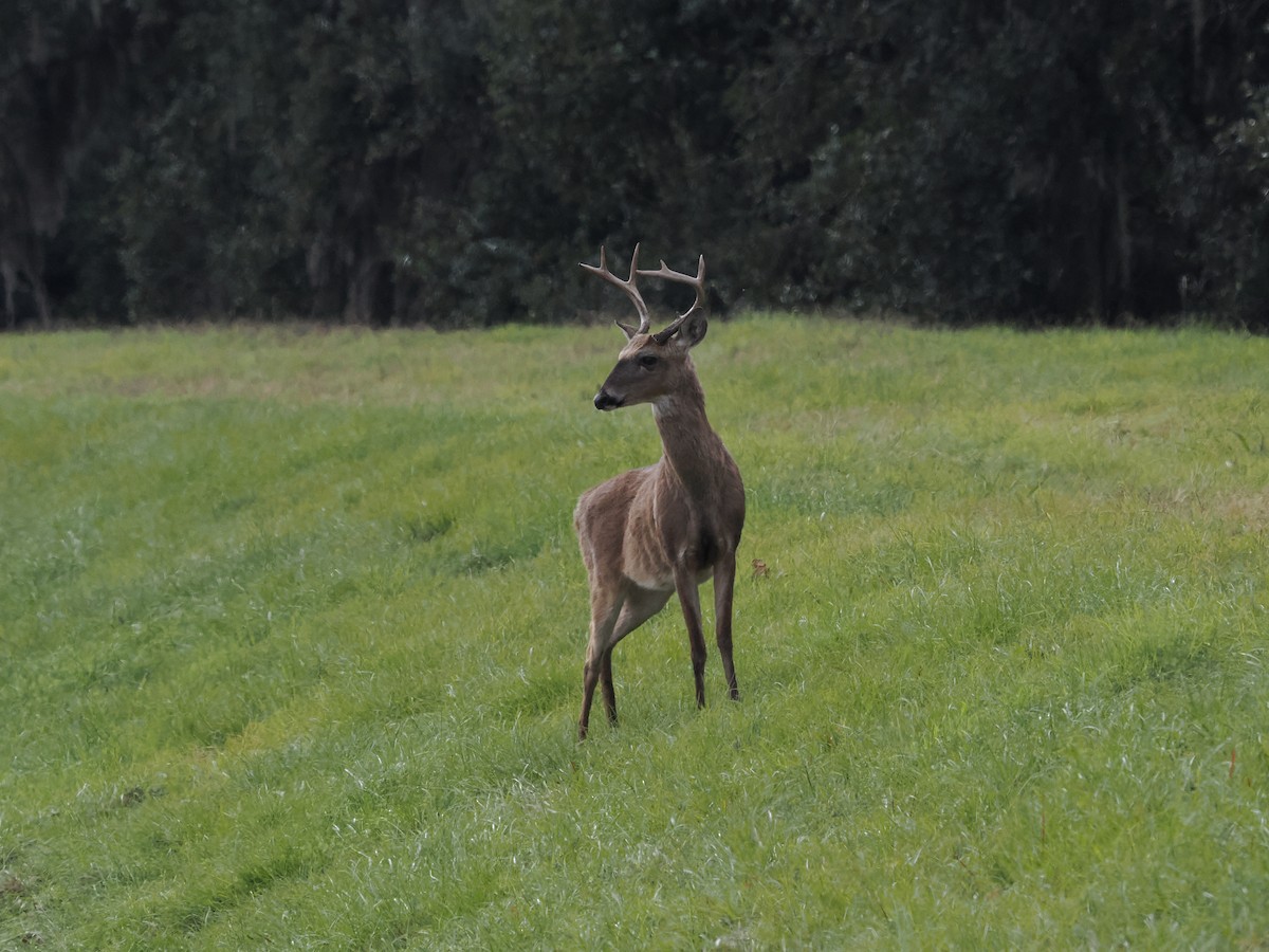 White-tailed Deer - ML646324087