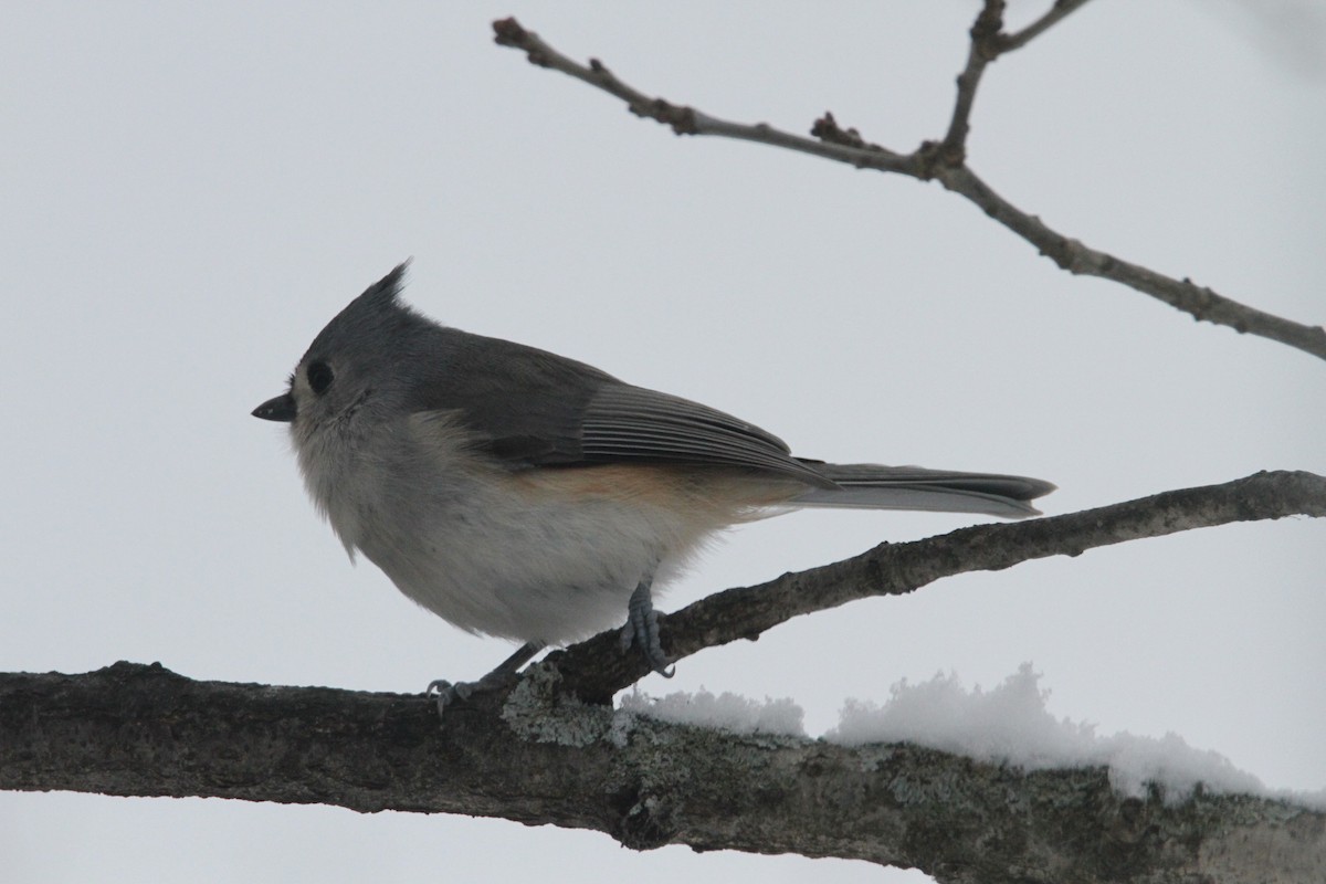 Tufted Titmouse - ML646324095