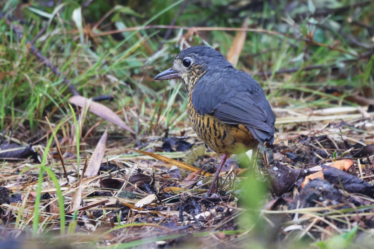 skjellmaurpitta - ML646324102