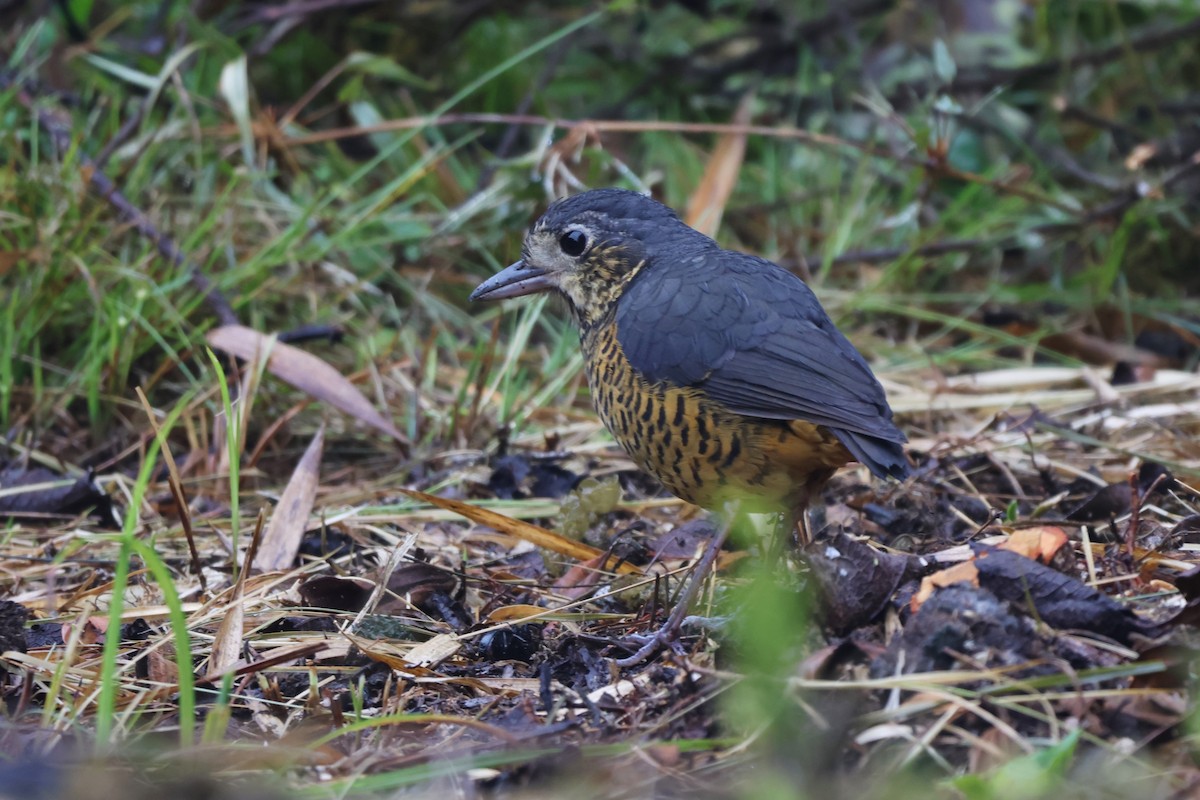 skjellmaurpitta - ML646324103