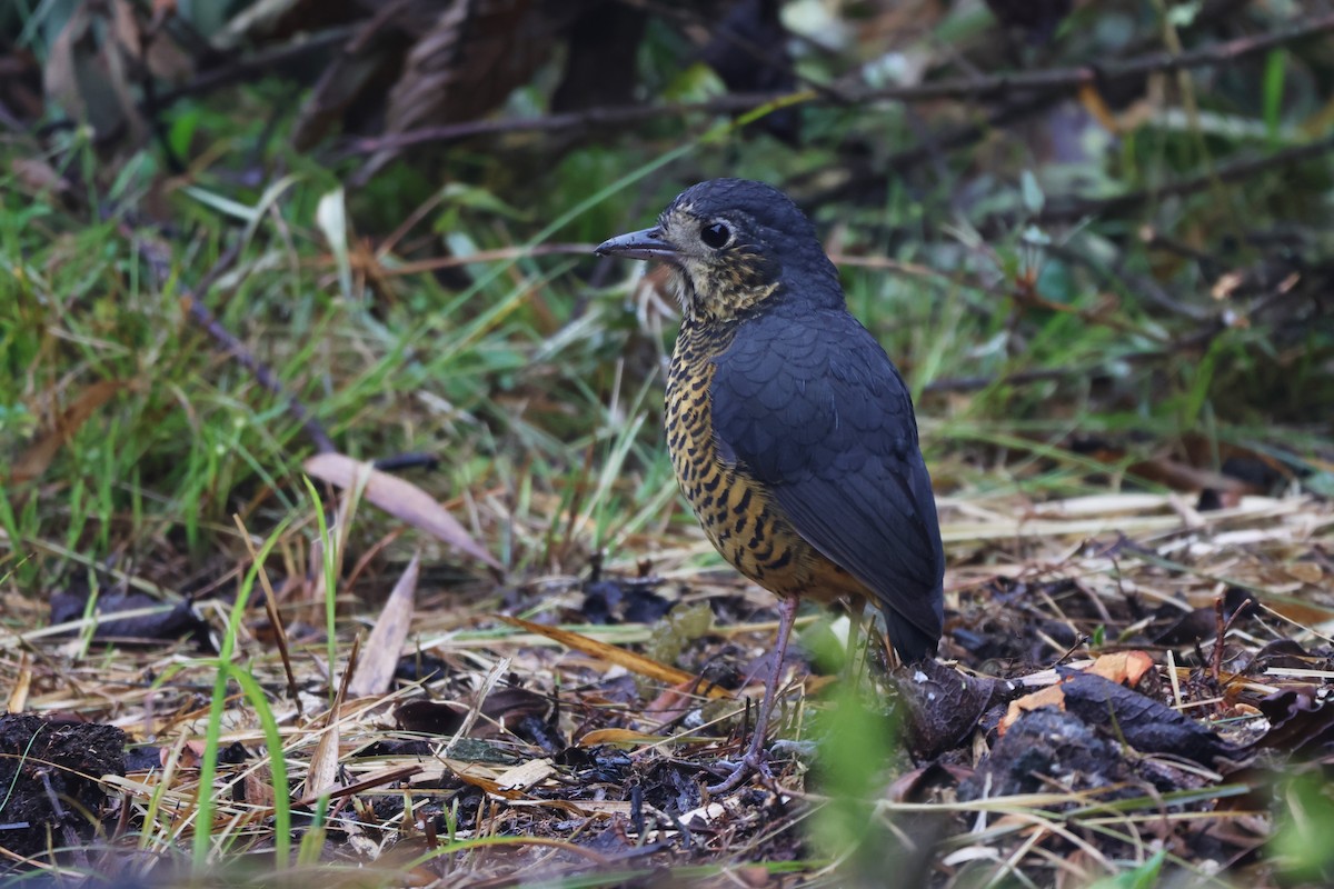 skjellmaurpitta - ML646324104