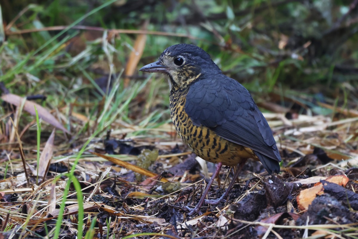 skjellmaurpitta - ML646324105