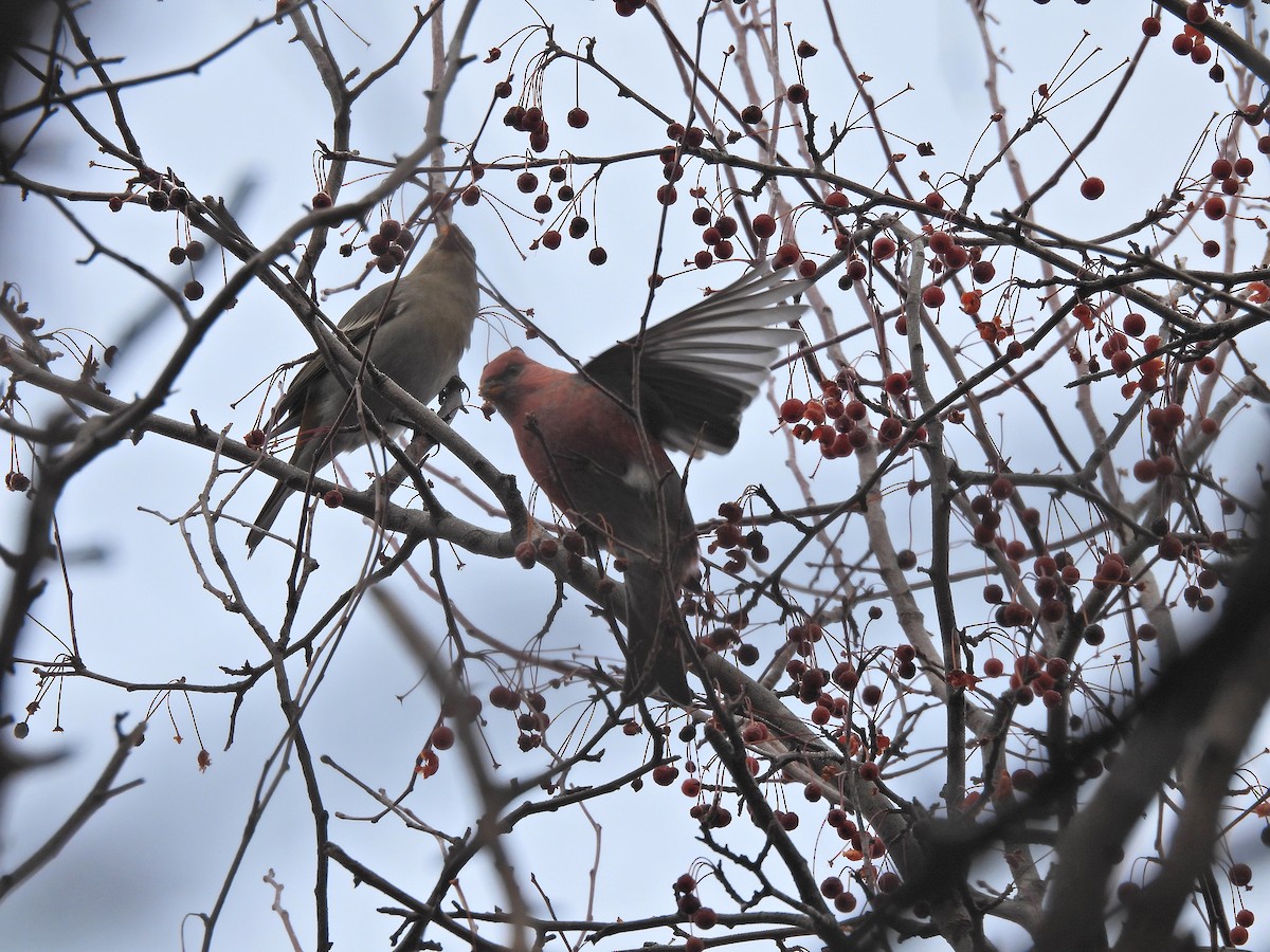 Hakengimpel - ML646324109