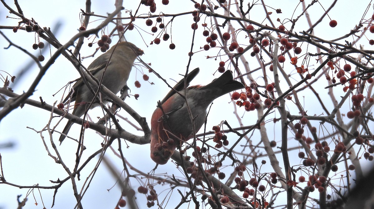 Hakengimpel - ML646324110