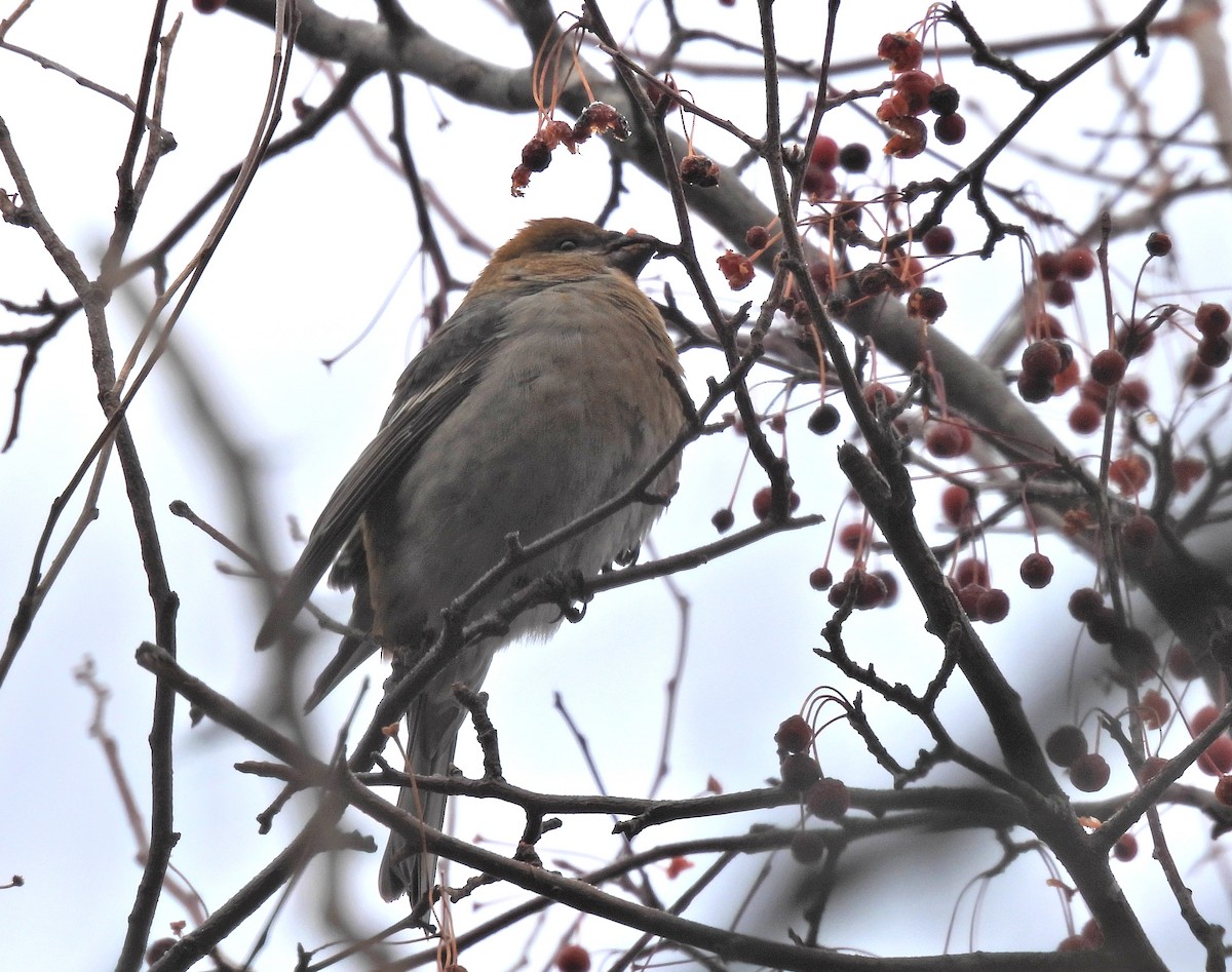 Hakengimpel - ML646324111