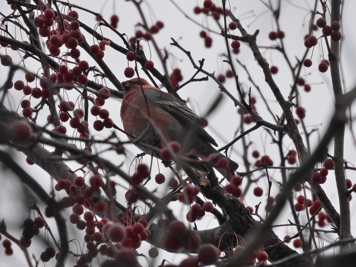 Hakengimpel - ML646324112