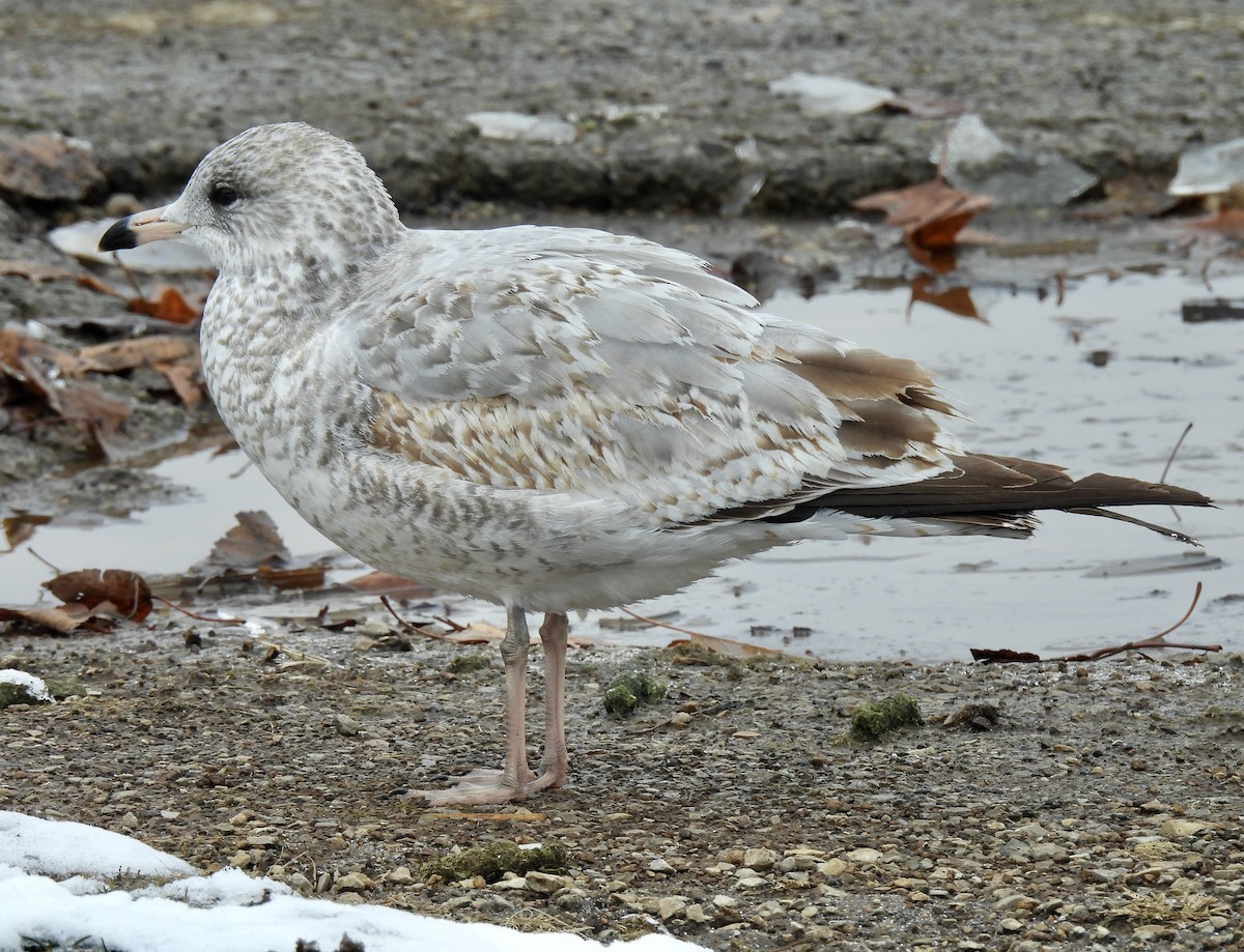 Ring-billed Gull - ML646324113
