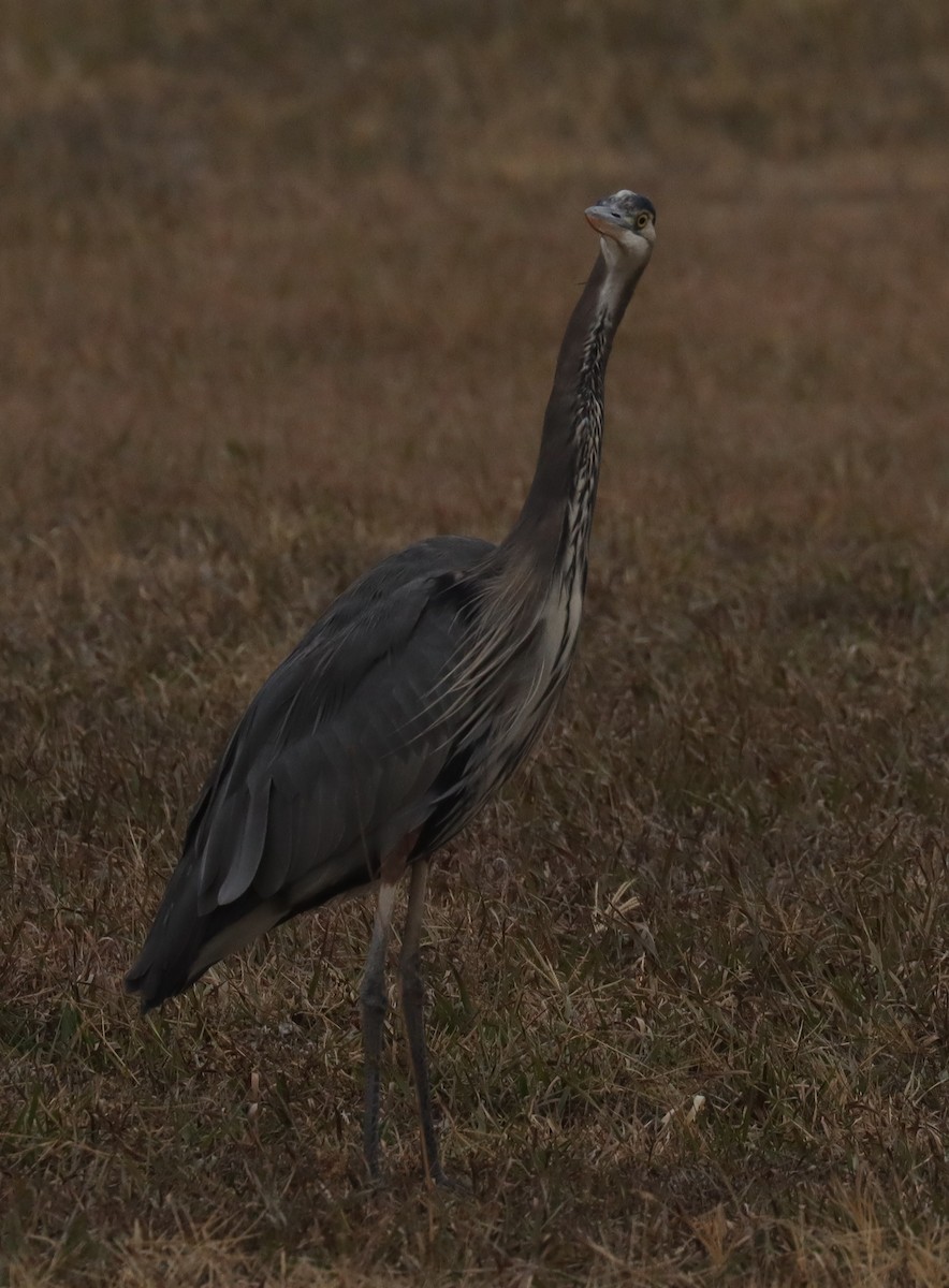 Great Blue Heron - ML646324116