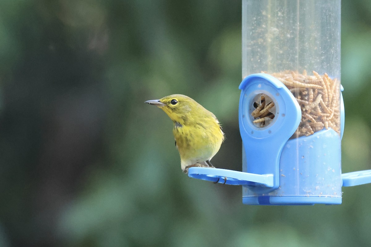 Pine Warbler - ML646324117