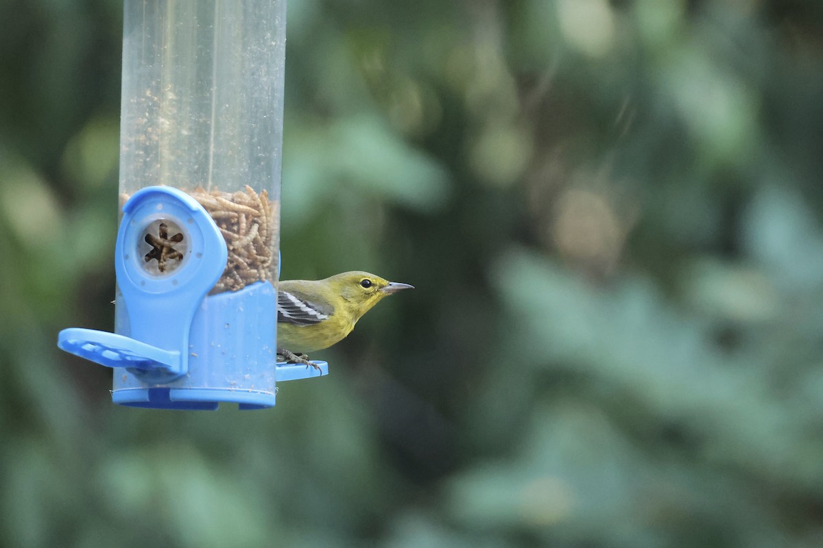 Pine Warbler - ML646324118