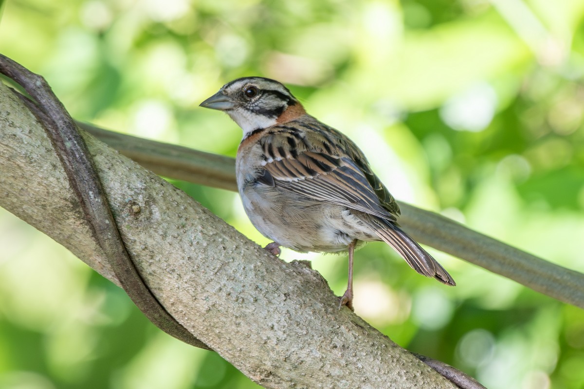 Rufous-collared Sparrow - ML646324122