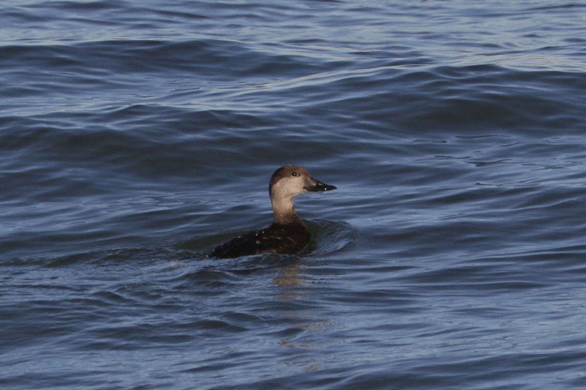 amerikasvartand - ML646324123