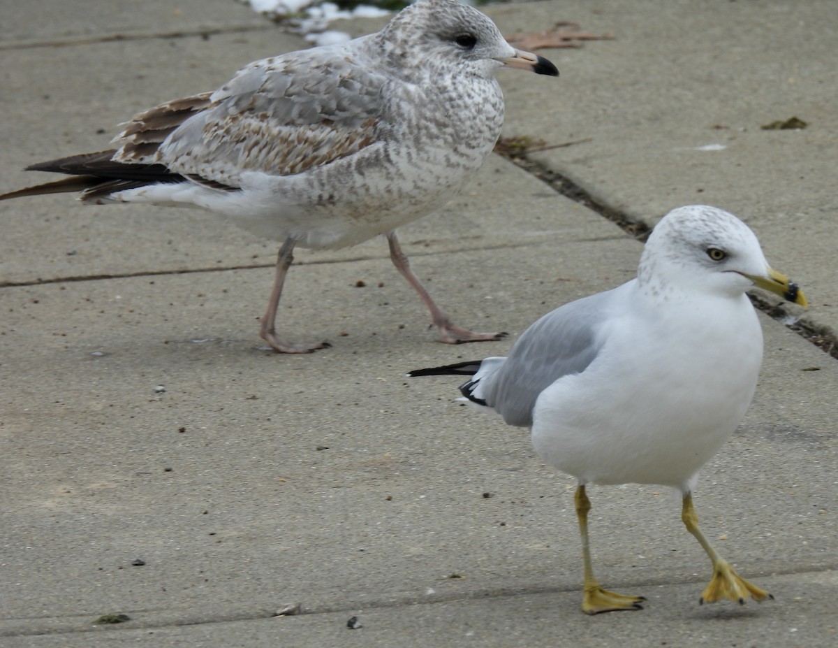 Ring-billed Gull - ML646324126