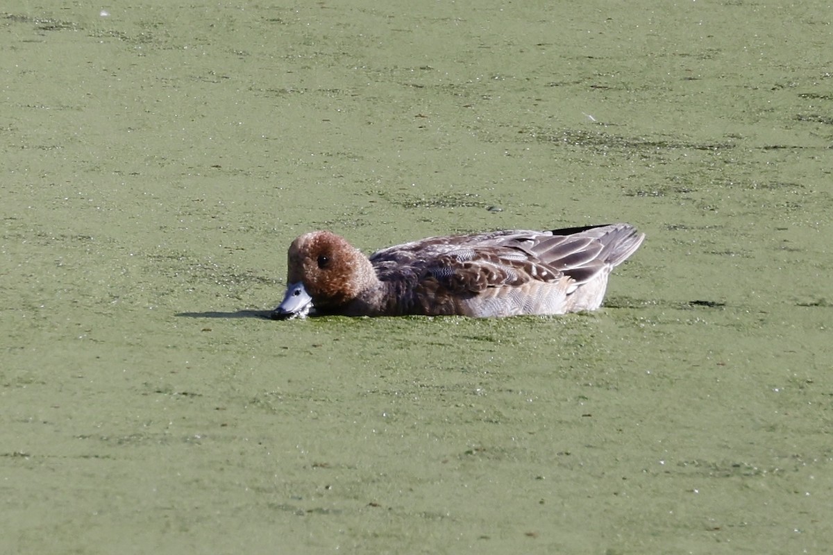 Eurasian Wigeon - ML646324127