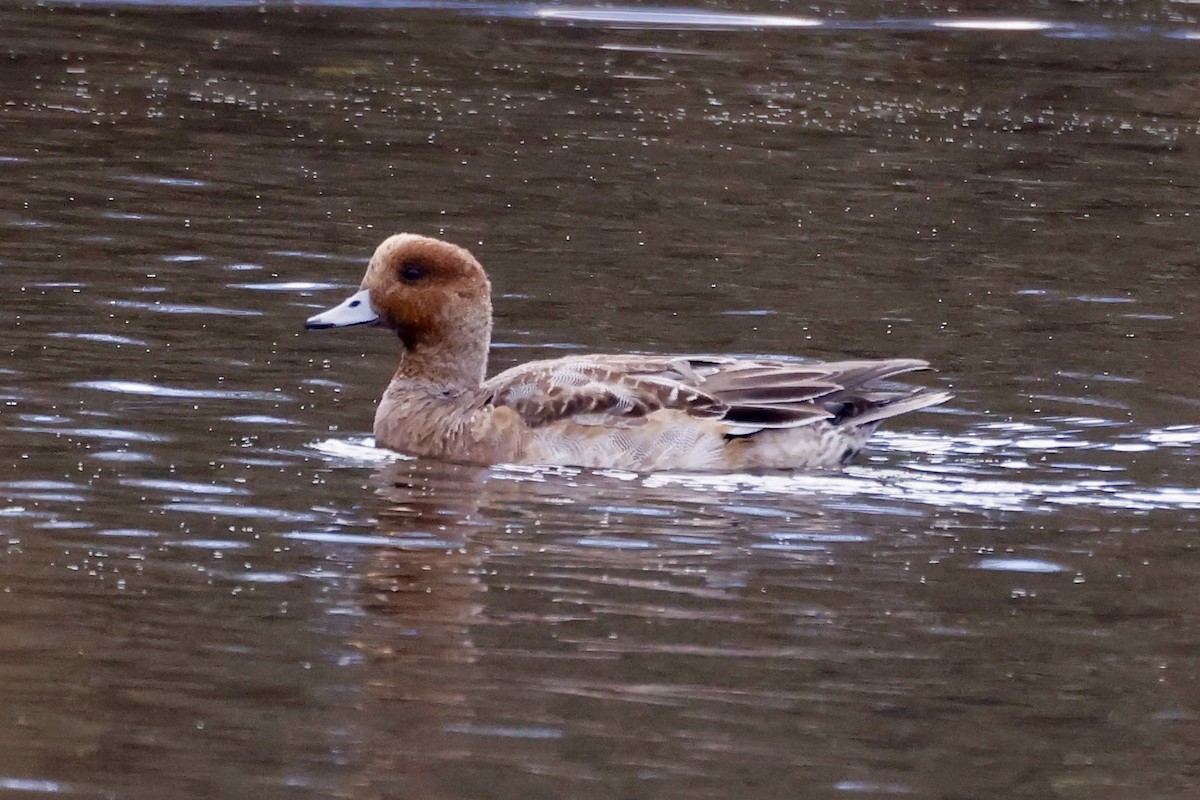 Eurasian Wigeon - ML646324128