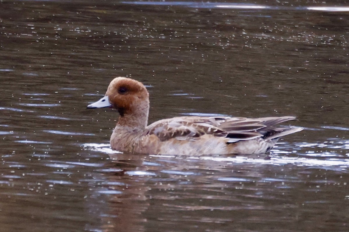 Eurasian Wigeon - ML646324129