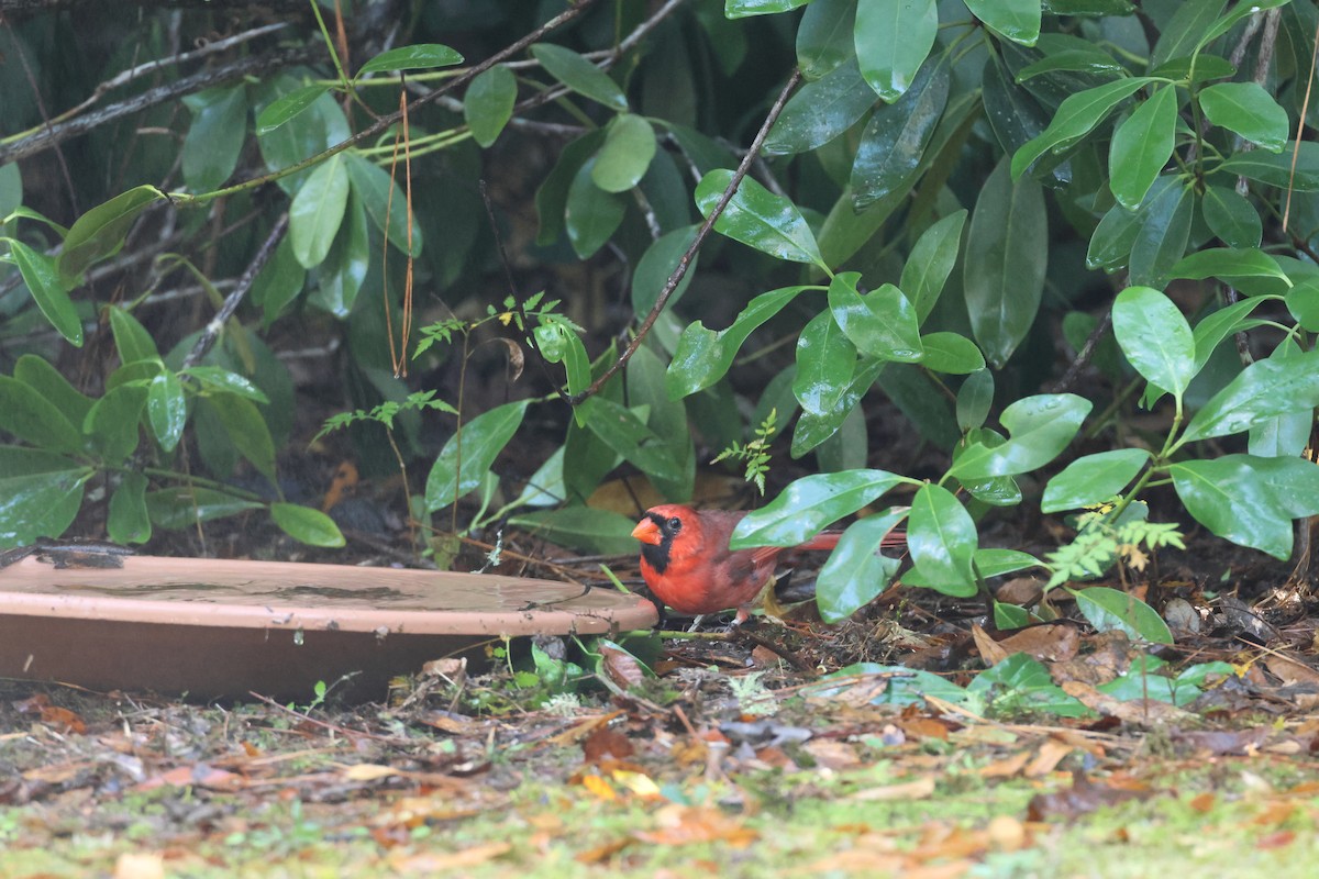 Cardinal rouge - ML646324131