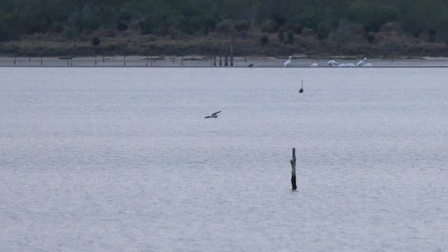 Чепура трибарвна x американська - ML646324132