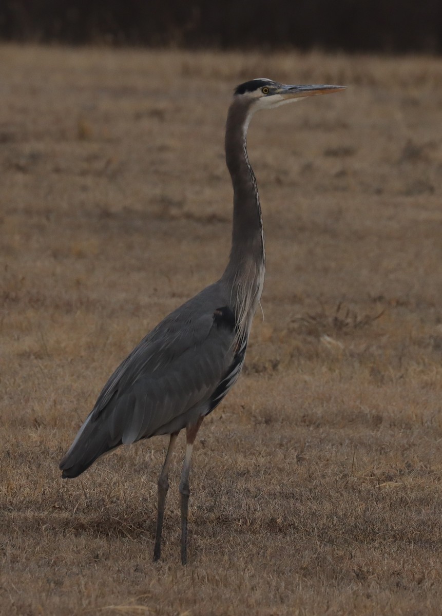 Great Blue Heron - ML646324135