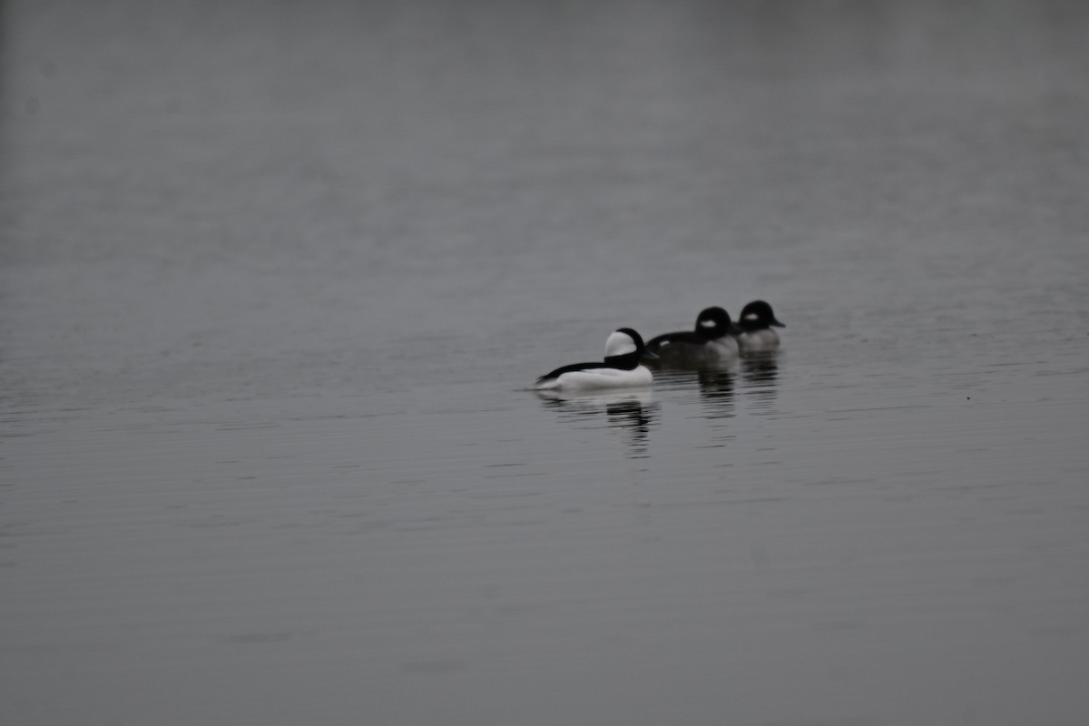 Bufflehead - ML646324141