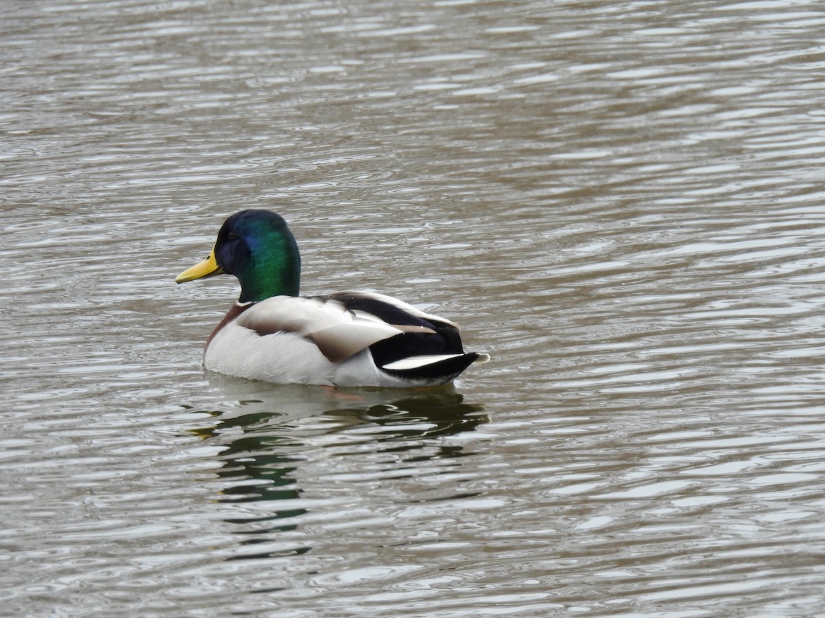 Mallard - ML646324143