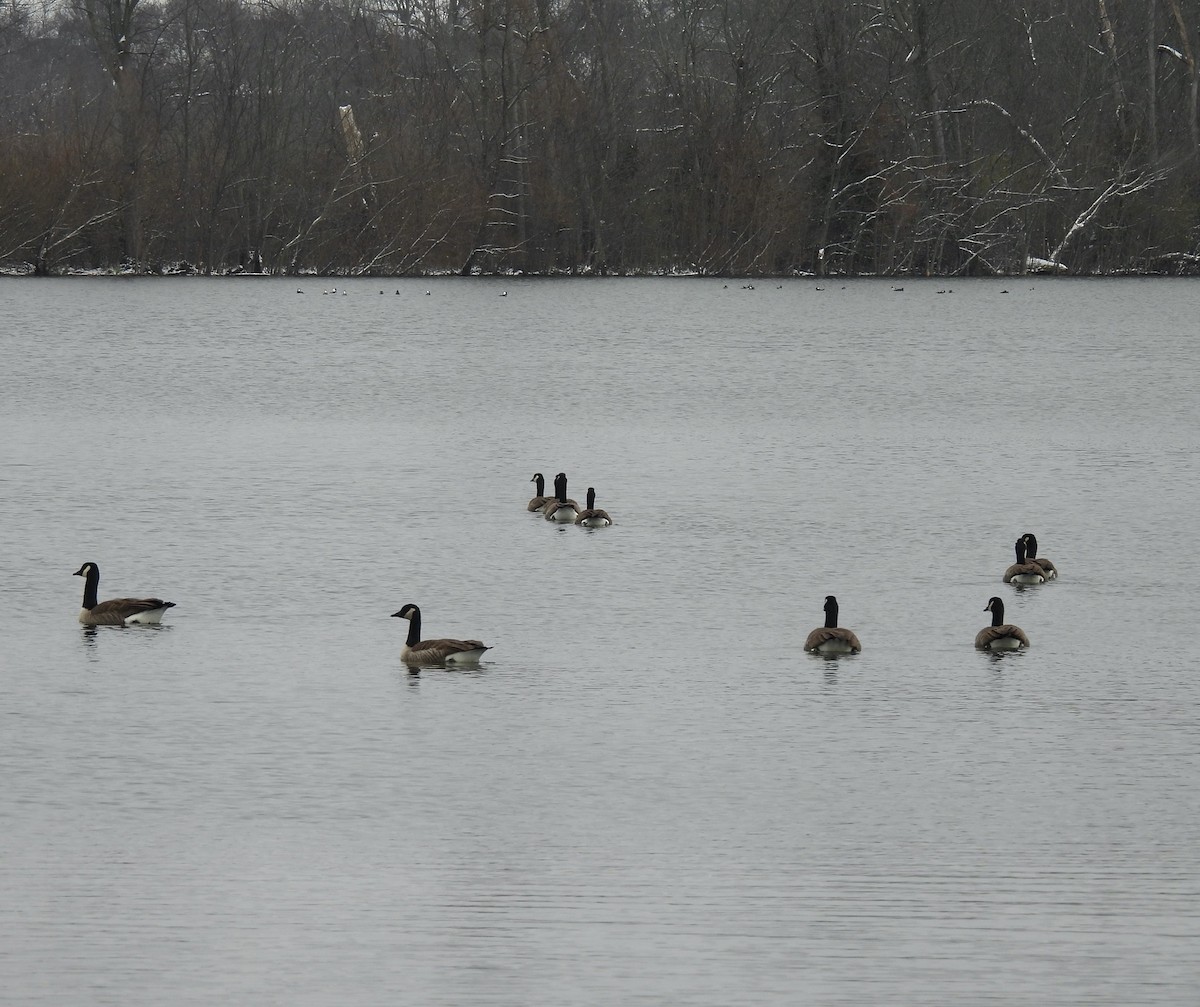 Canada Goose - ML646324147