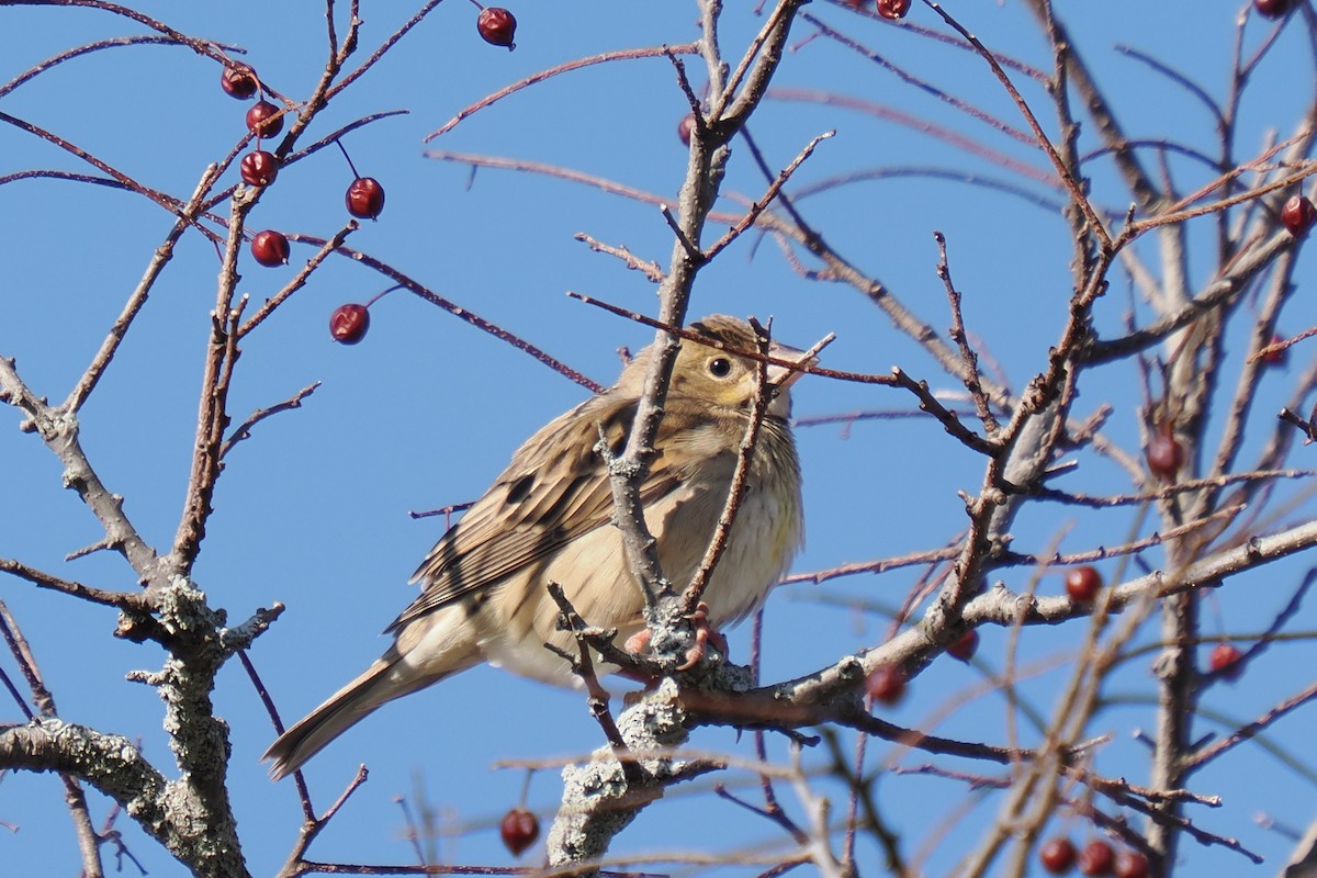 Dickcissel - ML646324149