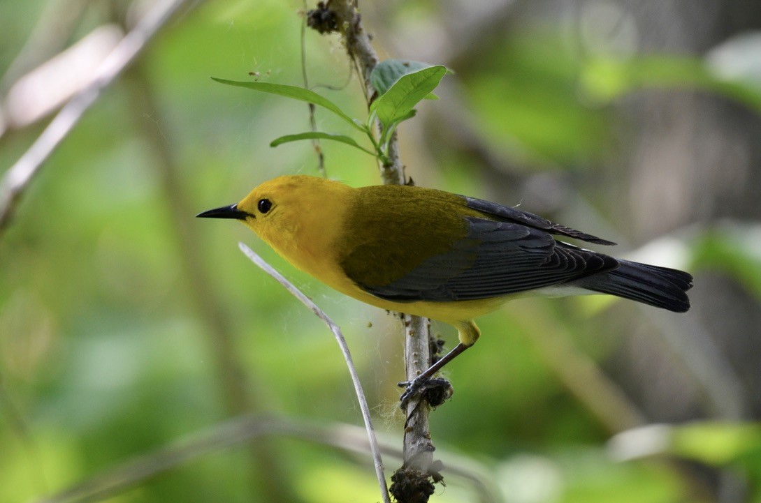Prothonotary Warbler - ML646324163